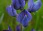 fondos de foto de flor de planta silvestre papilonaceae leguminoseae Lupinus Angustifolius L. , Altramuz azul (E.), narrow-leaved blue lupin (I.), Blaue Lupine , Schmalbl�ttrige Lupine (A.), Lupin � folioles �troites (F.), Lupino Azzurro (It.), Tremo�o-de-folhas-estreitas (P.), hasta 2560x1920